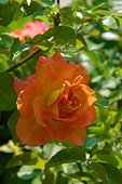 Rose "Pareo" ; Rosier moderne. Buisson à fleurs groupées