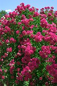 Roses "Paul Neyron" ; Rosier ancien