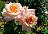 Roses "Paul Ricard" ; Rosier moderne. Buisson à grandes fleurs. Synonymes : "Paul Richard", "Moondance", "Sprit of Peace", "Summer's Kiss"