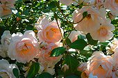 Roses modernes "Perle Meillandecor" ; Rosier moderne.