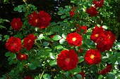 Roses buissons modernes à fleurs groupées"Pimlico" ; Synonymes : "Pimlico 81" , "Pimlico 82"