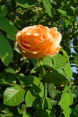 Rose buisson moderne à grandes fleurs "Polka" ; Synonymes : "Lord Byron" , "Polka 91" , "Scented Dawn" , "Twilight Glow"
