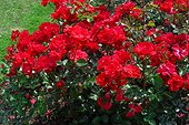 Roses buissons modernes  à  fleurs groupées "Paprika"