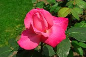 Rose buisson moderne à grandes fleurs  "Premiere Ballerine" ; Synonymes : "Prima Ballerina", "Primaballerina".