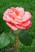 Rose buisson moderne à grandes fleurs "Prestige de Lyon" ; . Synonymes : "Ragatta", "Penny Coelen", "21 Again"