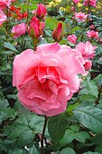 Rose "Queen Elisabeth"