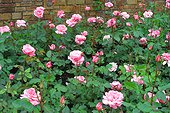 Rose "Queen Elisabeth"