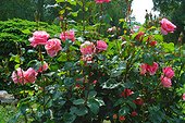Rose "Queen Elisabeth" ; Rosier moderne. Buisson à fleurs groupées
