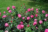 Rosier buisson  moderne à grandes fleurs  "Rose Gaujard "