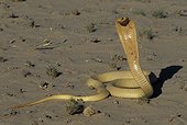 Cape Cobra Threat display Kgalagadi Kalahari Gemsbok RSA