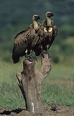 Whitebacked Vulture Hluhluwe-Umfolozi Park KwaZulu-Natal RSA