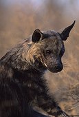 Brown Hyena pup Kgalagadi Kalahari Gemsbok RSA