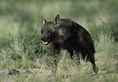 Brown Hyena Kgalagadi Kalahari Gemsbok RSA