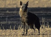 Brown Hyena Kgalagadi Kalahari Gemsbok RSA