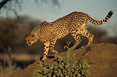 Cheetah walking on a termite mound Okonjima Namibia
