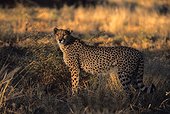 Cheetah Okonjima Namibia