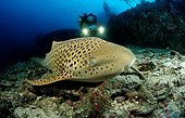 Zebra shark Phuket Similan Islands Thailand