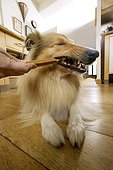 Chien bâtard couché mordant un biscuit offert par son maître