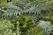 Céléri "Percel" Menthe "Variegata" Camomille "Silver Lace" ; Cardon "Plein blanc inerme"