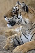 Portrait of Bengal Tiger lying Ranthambore NP India