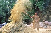Femme battant le blé Ladakh Inde