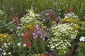 Massif de plantes annuelles colorées et odorantes ; Tanaisie "Iceberg" Sauge "Lady in Red" Muflier "Rocket" Mauve "Rose" Aneth "Fearnleaf" Onagre "Pink"