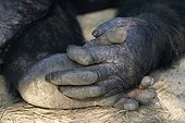 Pieds d'un Chimpanzé Orphelinat de Chimfunshi Zambie ; Pieds avec doigts opposables