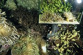 Bac d'anémones et élevage de poissons clowns en aquarium ; Aquarium mer tropicale d'eau de mer