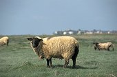 Moutons suffolks dans les prés salés de la baie de Somme