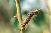 Chenille du bombyx disparate ou zig-zag sur une feuille
