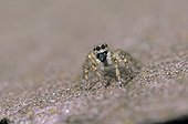 Araignée saltique femelle sur le mur d'une maison France