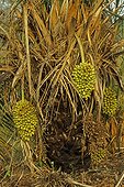 Babassu Palm tree and fruits giving oil Pantanal Brazil