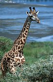 Girafe en train de marcher Tanzanie ; Ngorongoro Crater Conservation Area - Tanzanie