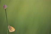 Procris sur tige d'ail sauvage au crépuscule Doubs 