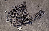 Sand balls left by Ghost crab eating Bali Indonesia