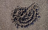 Sand balls left by Ghost crab eating Bali Indonesia