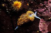 Opalescent Nudibranch Australia