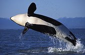 Orca breaching British Columbia Canada