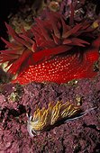 Opalescent Nudibranch British Columbia Canada