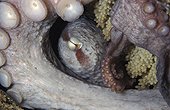 Pacific Giant Octopus garding its eggs British Columbia