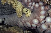 Pacific Giant Octopus garding its eggs British Columbia