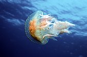 Mauve stinger jellyfish Meditarranean