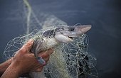 Spiny Dogfish Shark  killed in fishing net Washington USA