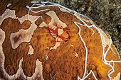 Imperial shrimp on Sea cucumber Bunaken Sulawesi Indonesia
