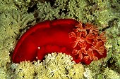 Spanish dancer Red Sea Egypt