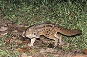 Malagasy Civet Ranomafana NP Madagascar