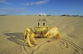 Crabe Fantôme se déplaçant sur le sable Australie