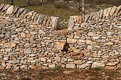 Restauration des murs en pierre d'une caselle (borie) France ; Aux environs de Livenon, Parc Régional des Caussses du Qercy (46) 