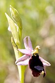 Bertoloni's Ophrys