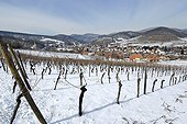 Vignoble d'Alsace sous la neige Andlau Bas-Rhin ; Les vignes ont été taillées avant l'hiver.